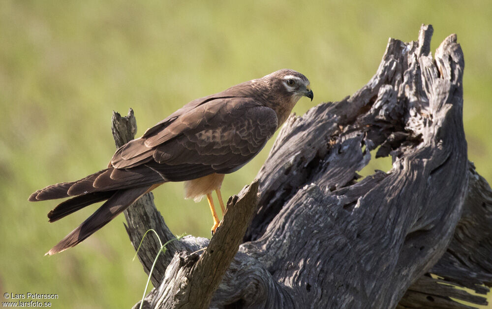 Montagu's Harrier