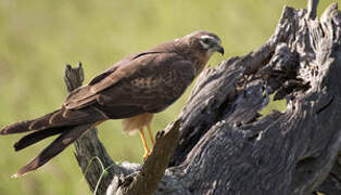 Montagu's Harrier