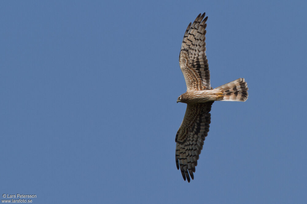 Montagu's Harrier