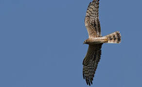 Montagu's Harrier