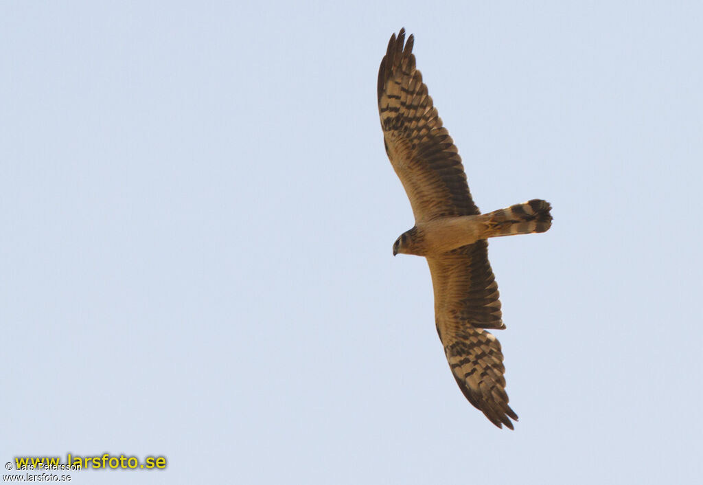 Montagu's Harrier