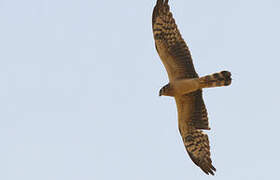 Montagu's Harrier