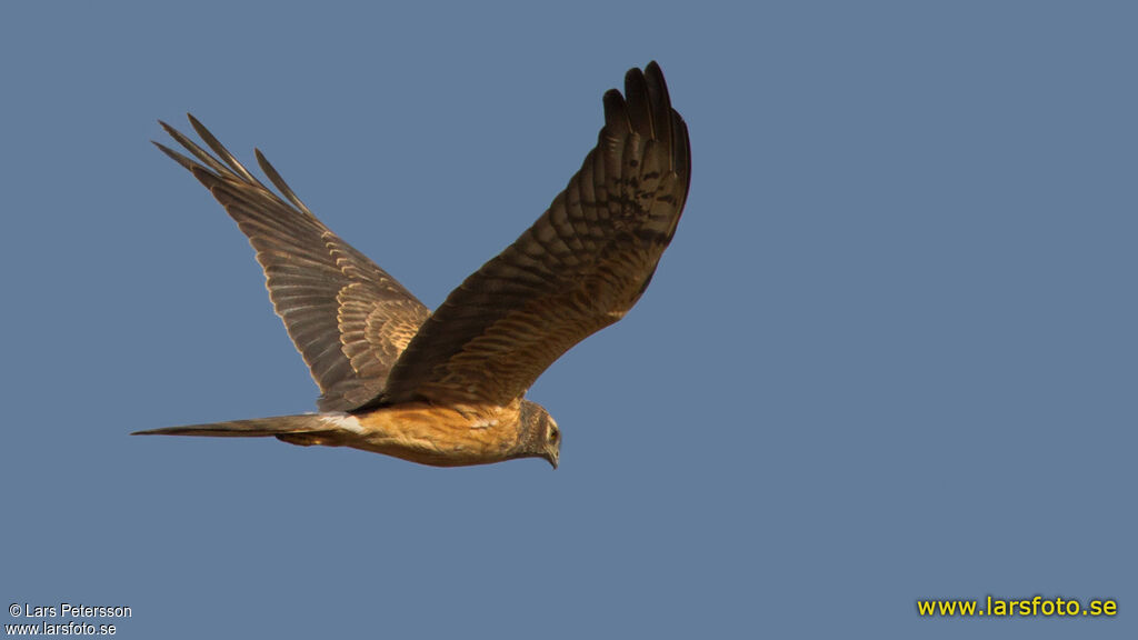 Montagu's Harrier