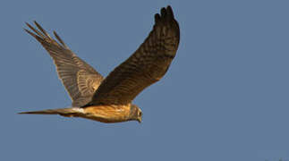 Montagu's Harrier