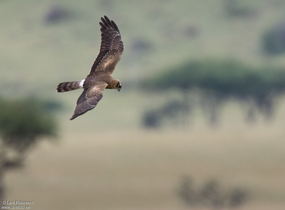 Montagu's Harrier