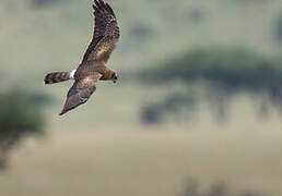 Montagu's Harrier