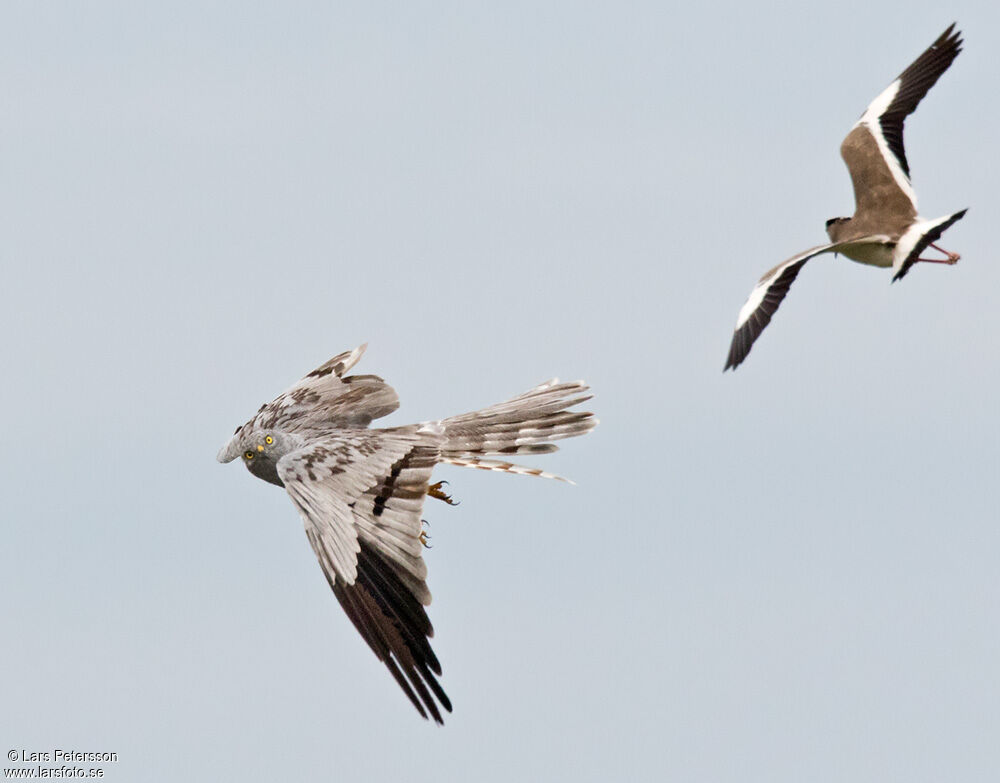 Montagu's Harrier