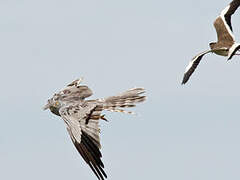 Montagu's Harrier