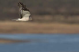 Northern Harrier