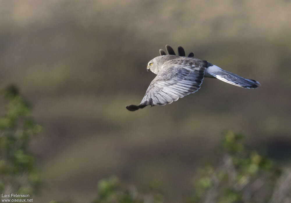 Northern Harrier male subadult, pigmentation, Flight