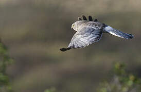 Northern Harrier