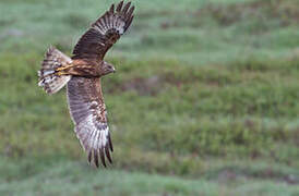 Swamp Harrier