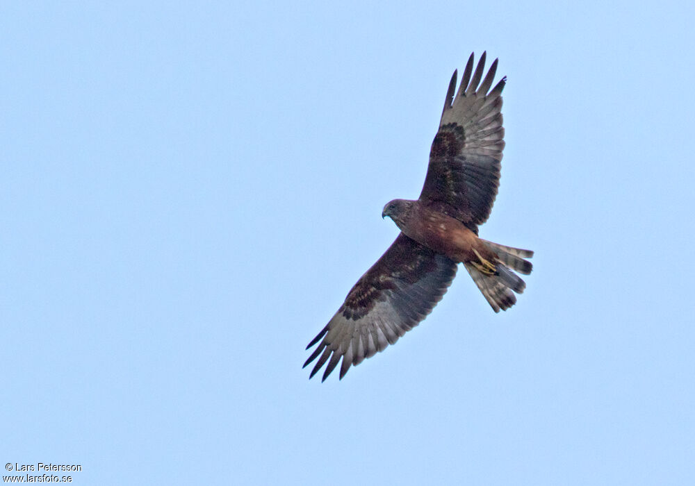 Swamp Harrier