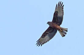 Swamp Harrier