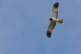 Papuan Harrier