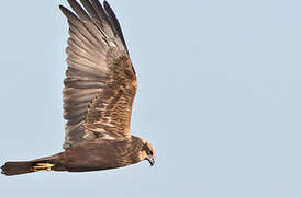 Western Marsh Harrier