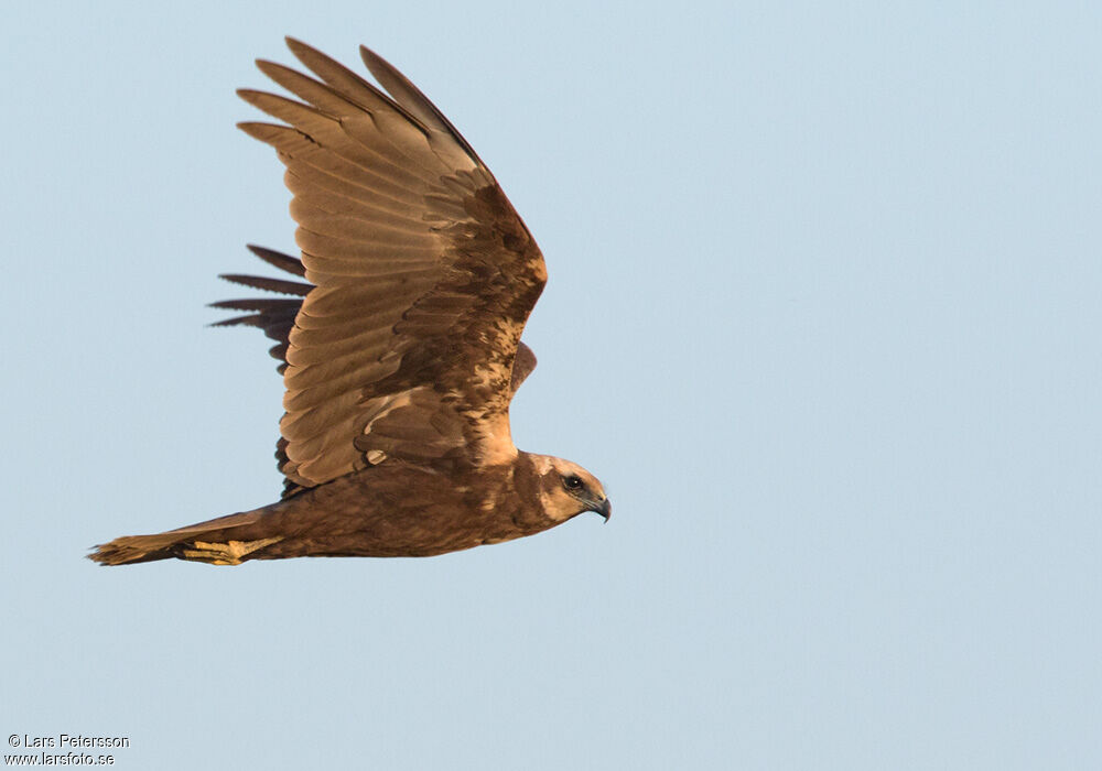 Western Marsh Harrier