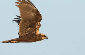 Western Marsh Harrier