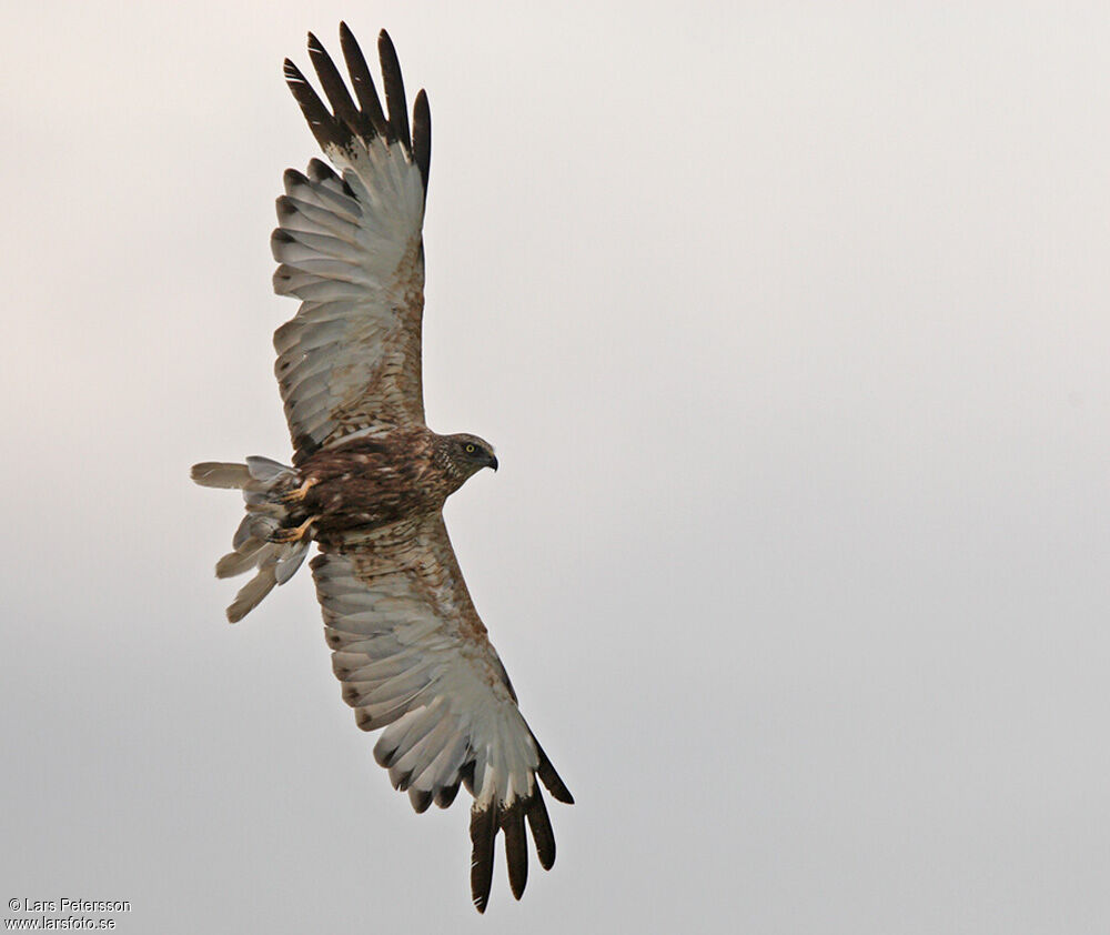 Western Marsh Harrier