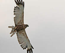 Western Marsh Harrier