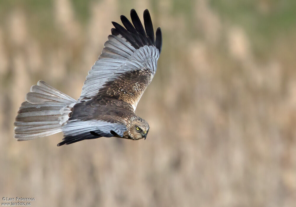 Western Marsh Harrier