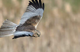 Western Marsh Harrier