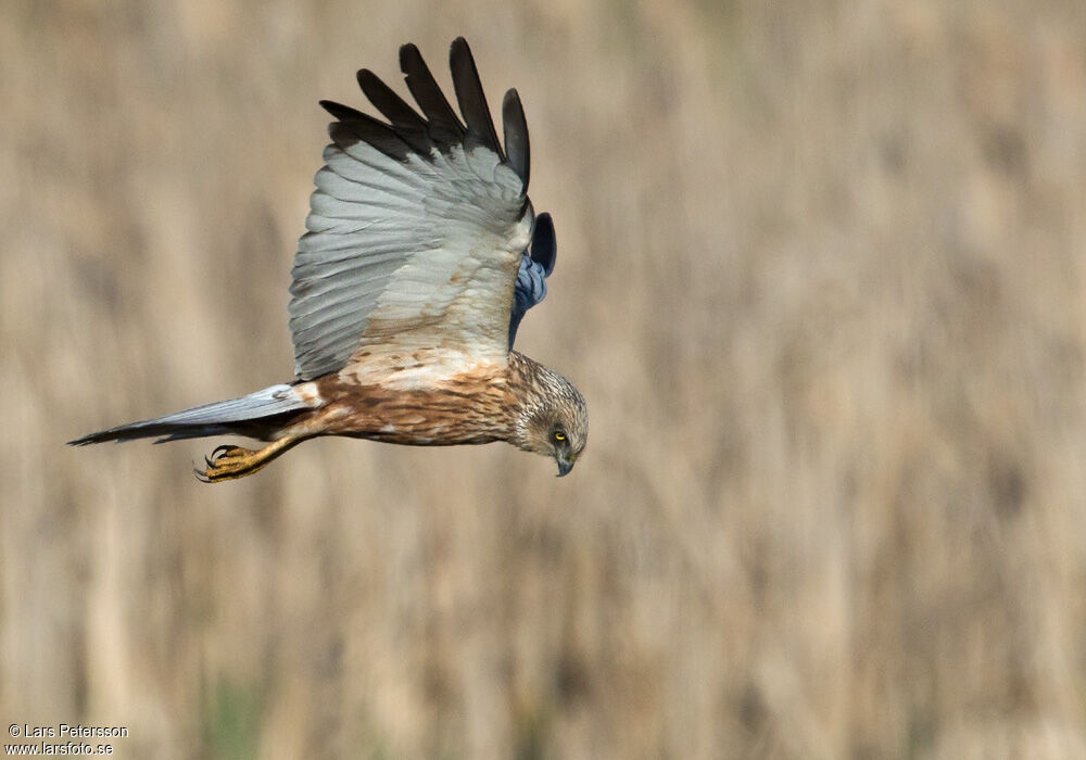 Western Marsh Harrier