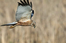 Western Marsh Harrier