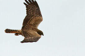 African Marsh Harrier