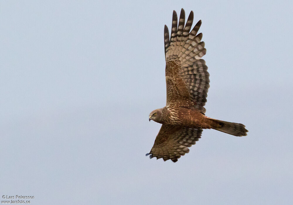 African Marsh Harrier