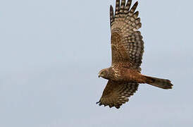 African Marsh Harrier