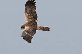 African Marsh Harrier