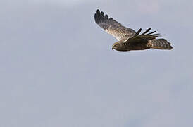 African Marsh Harrier