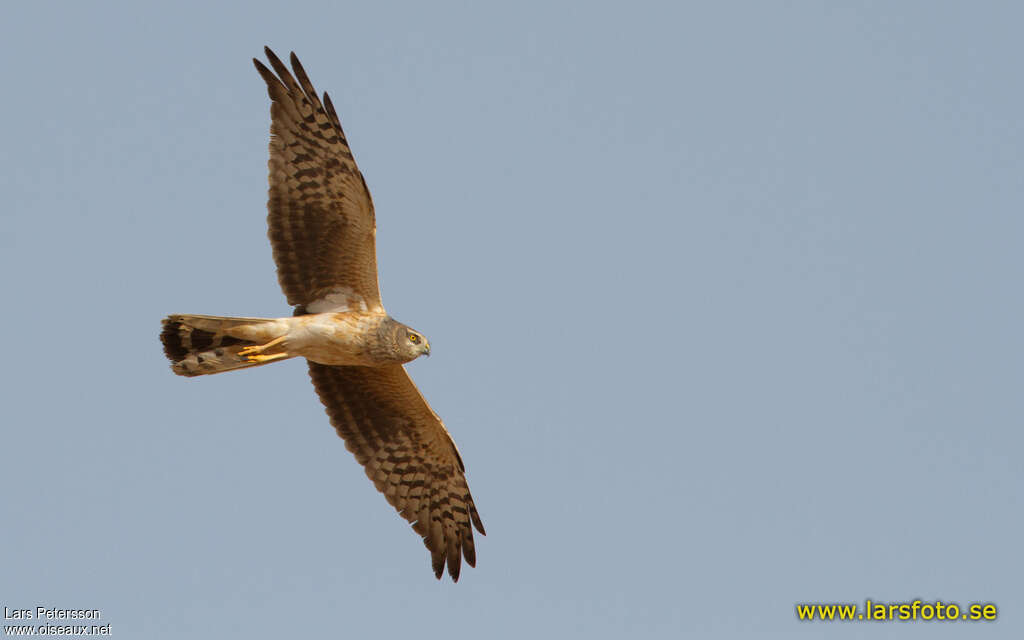 Pallid Harrier male Third  year, pigmentation