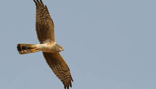 Pallid Harrier