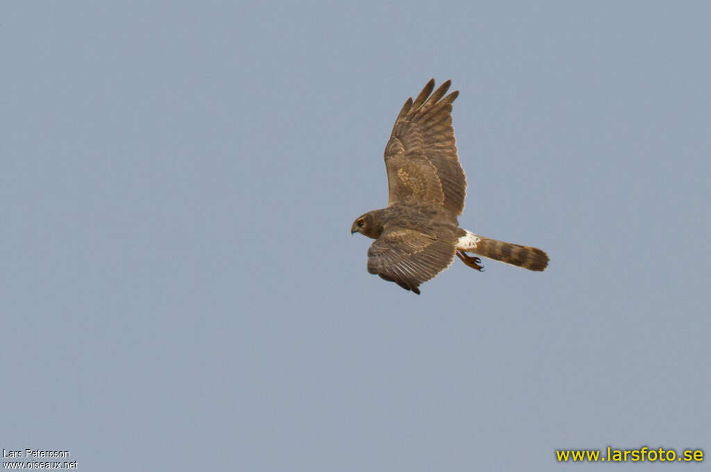 Pallid HarrierSecond year, pigmentation, Flight