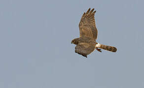 Pallid Harrier