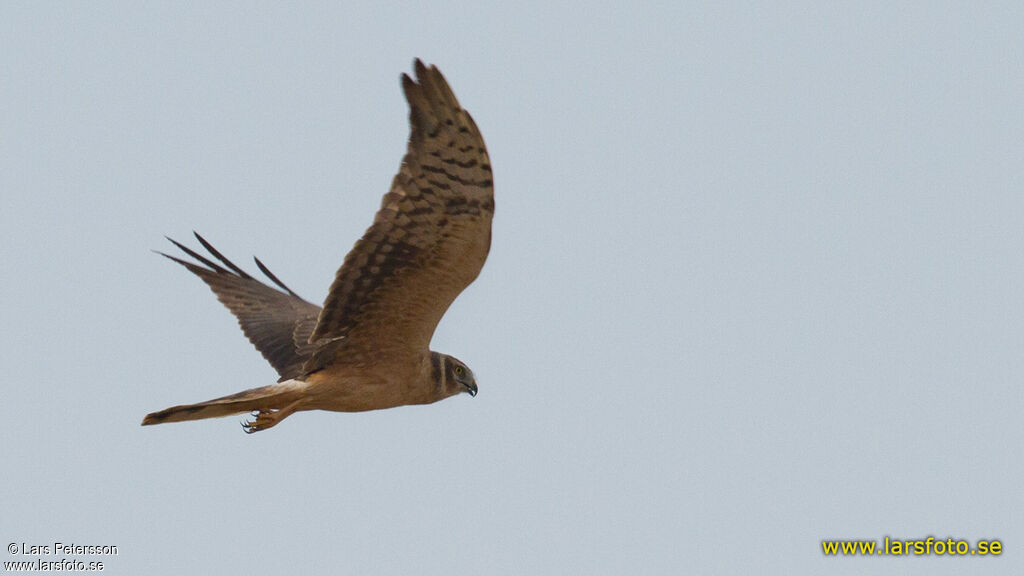 Pallid Harrier