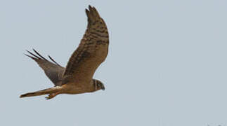 Pallid Harrier