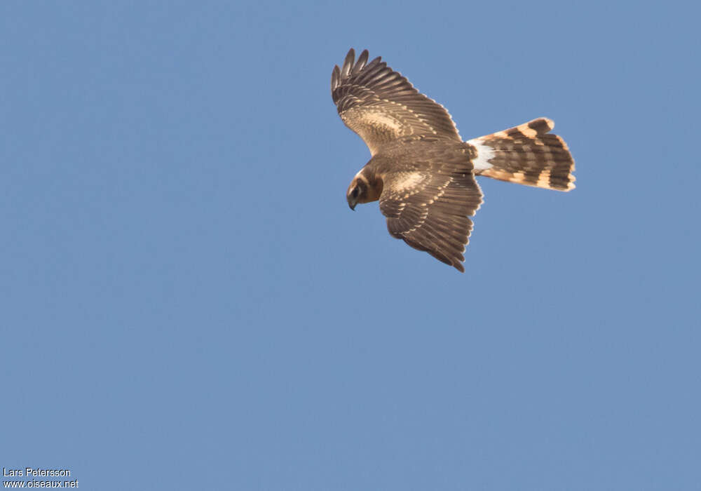 Pallid HarrierSecond year, pigmentation, Flight