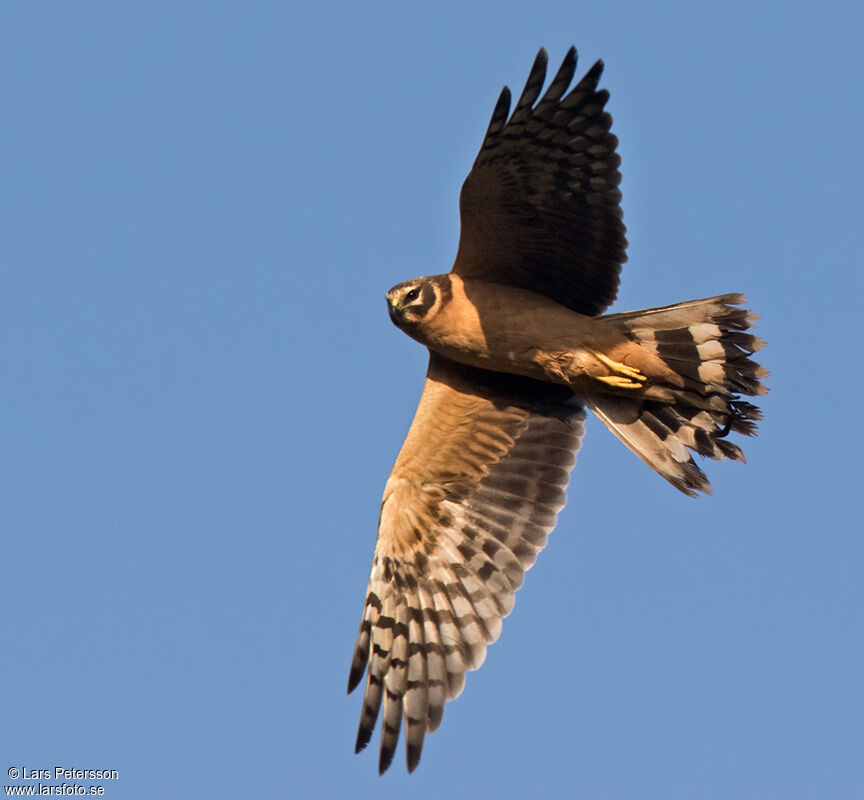 Pallid Harrier