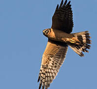 Pallid Harrier