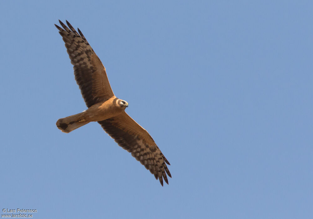 Pallid Harrier