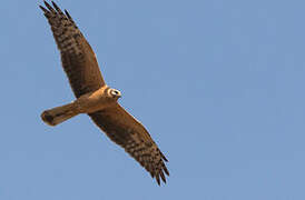 Pallid Harrier