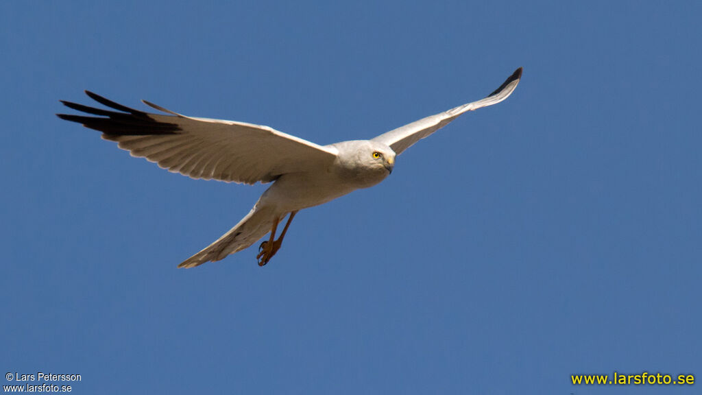 Pallid Harrier