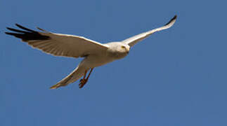 Pallid Harrier