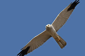 Pallid Harrier