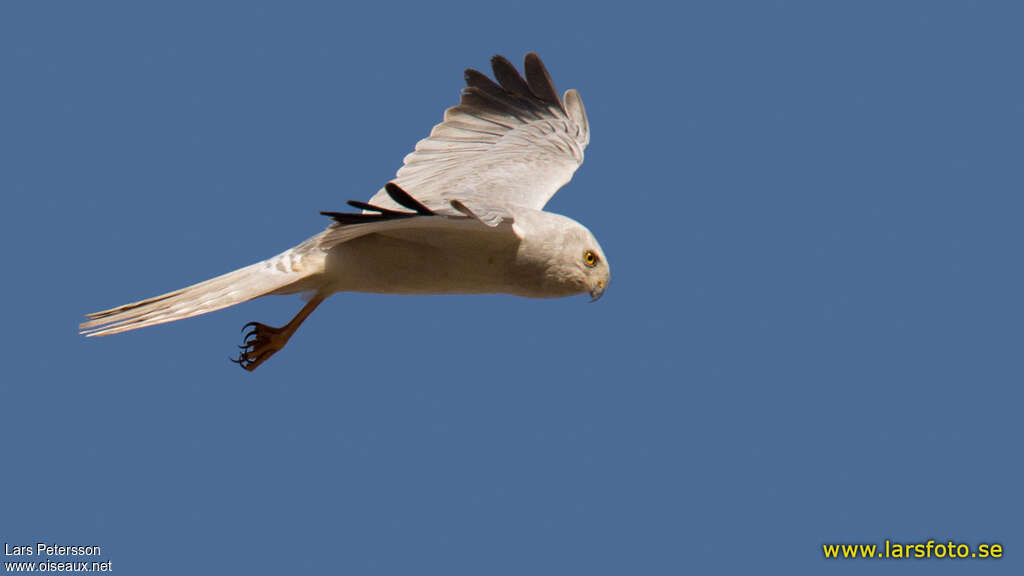 Pallid Harrier male adult, fishing/hunting