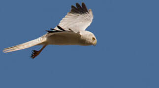 Pallid Harrier