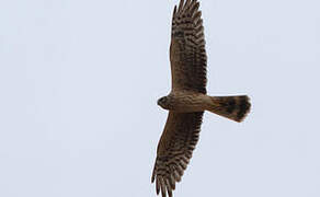 Pallid Harrier